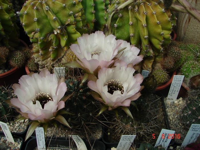 DSC00054