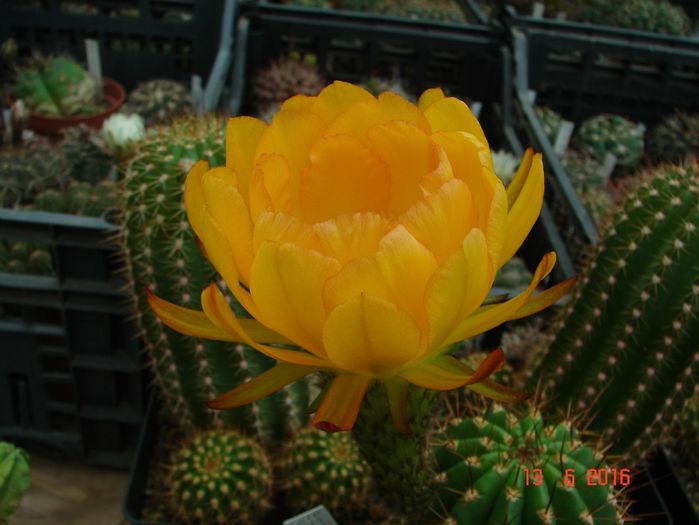 DSC00080