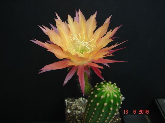 DSC00082
