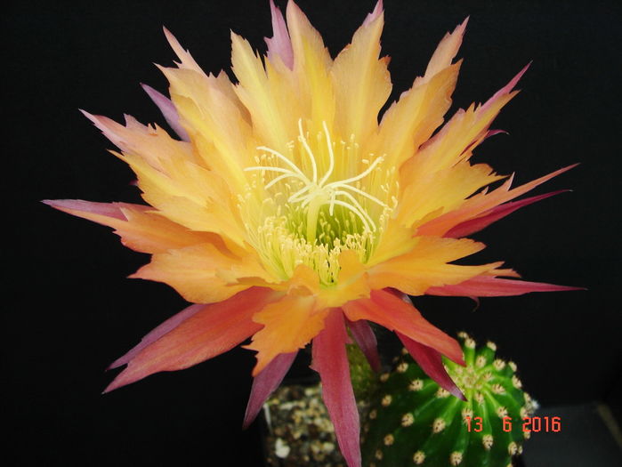 DSC00083