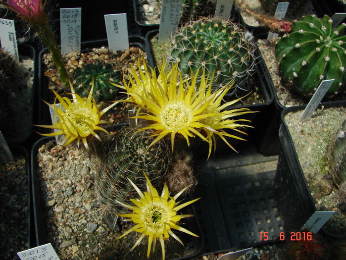 DSC00091