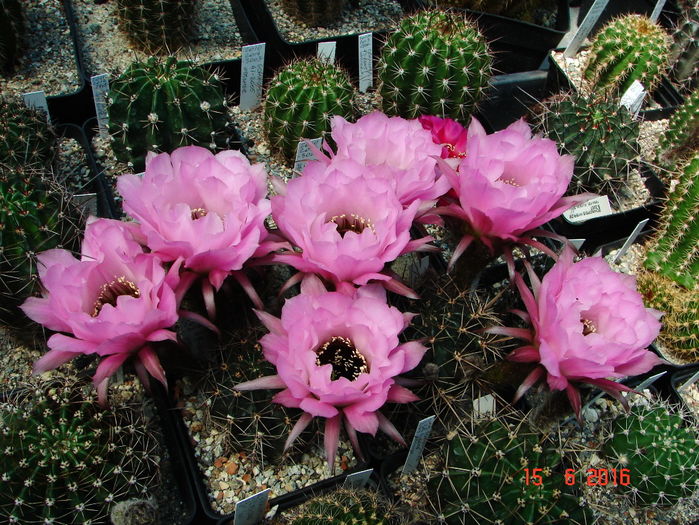 DSC00095