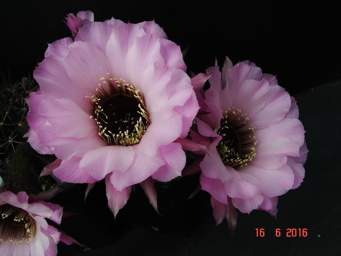 DSC00114