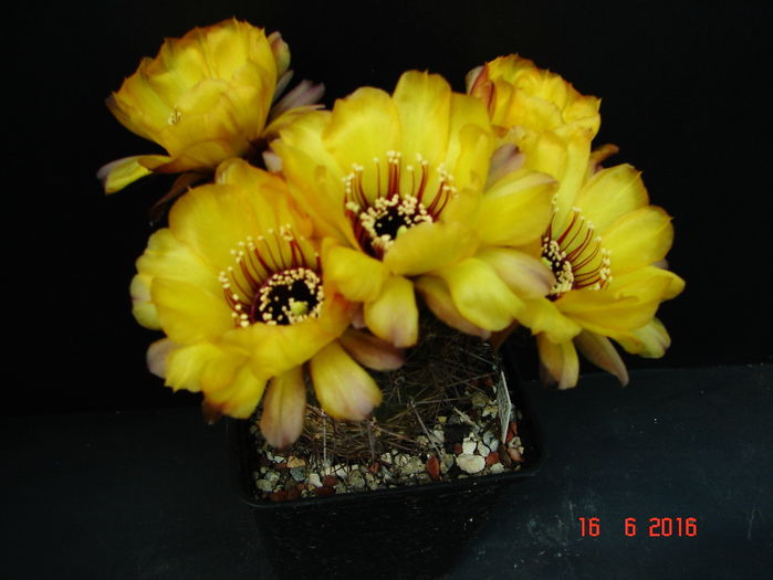 DSC00121