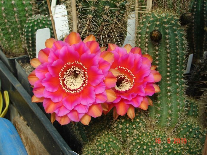DSC00129