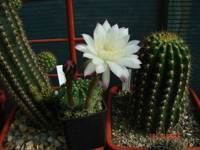 DSC00137