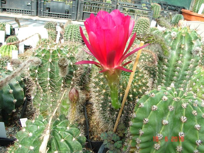 DSC00140