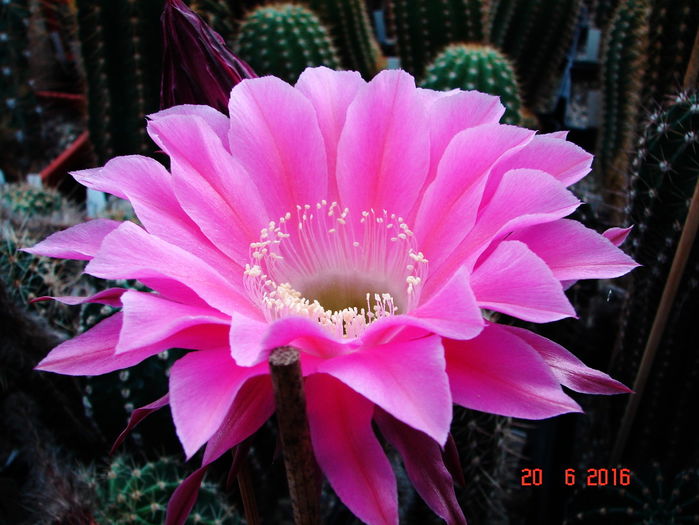 DSC00145