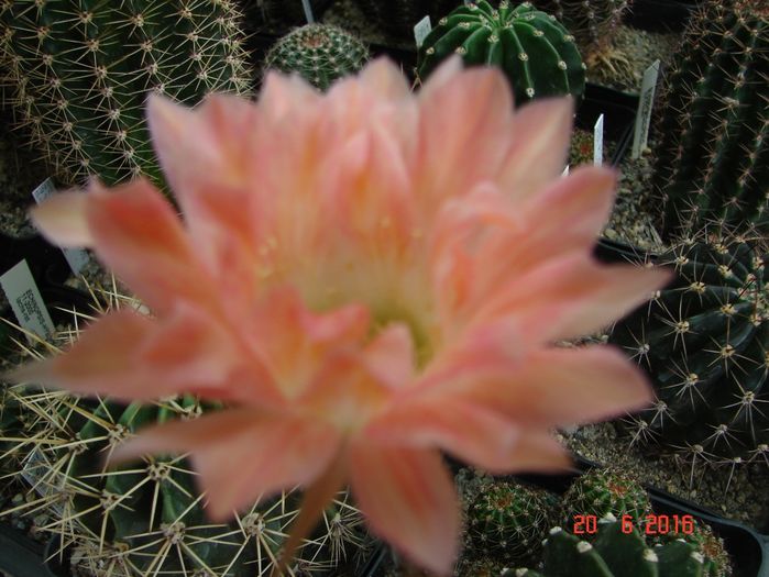 DSC00149