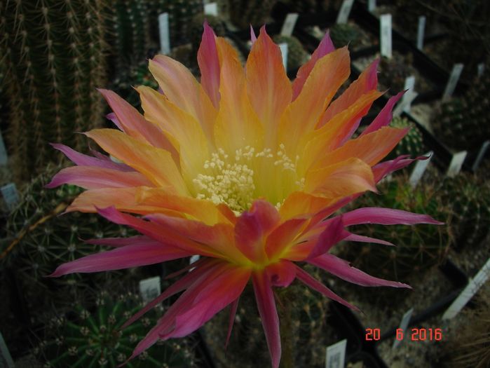 DSC00151