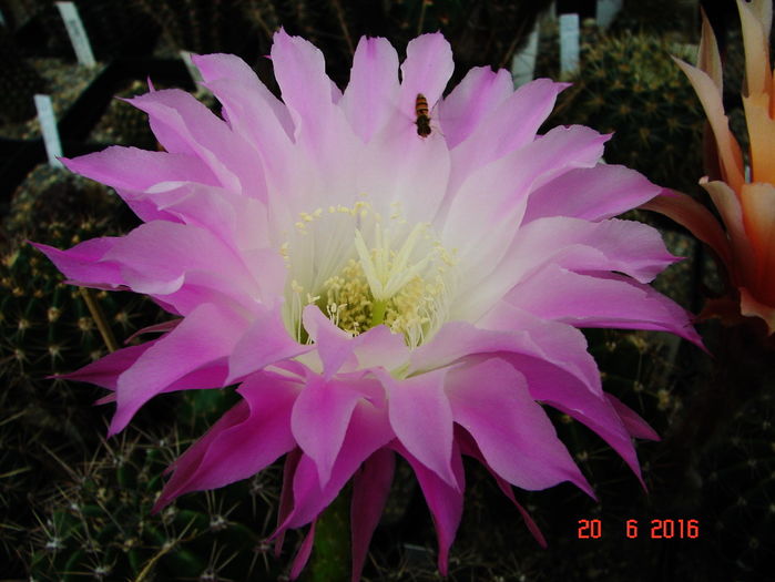 DSC00153