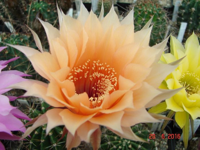 DSC00155