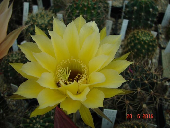 DSC00157
