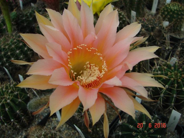 DSC00159