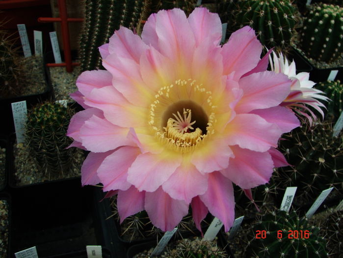 DSC00161