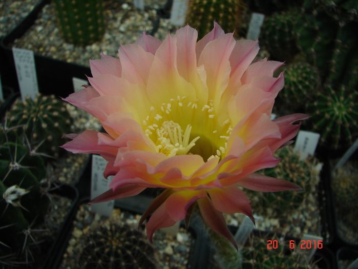 DSC00169