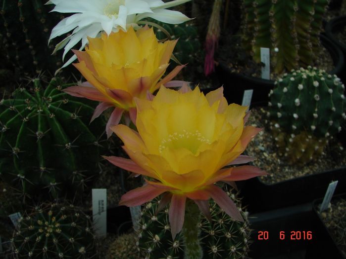 DSC00171