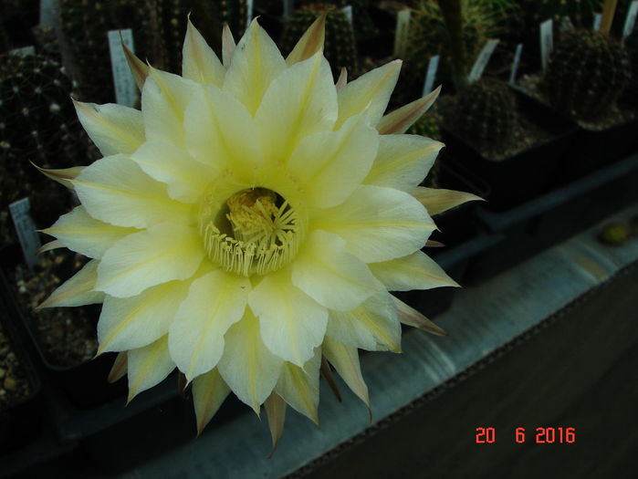 DSC00173