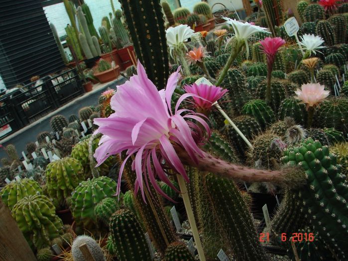 DSC00175