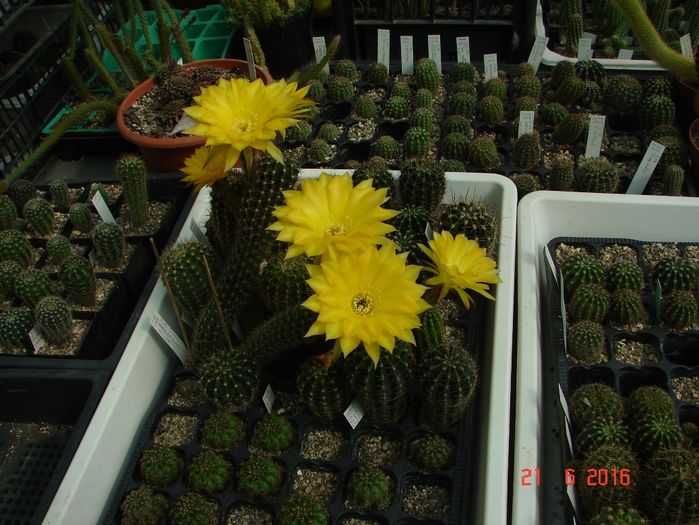 DSC00183