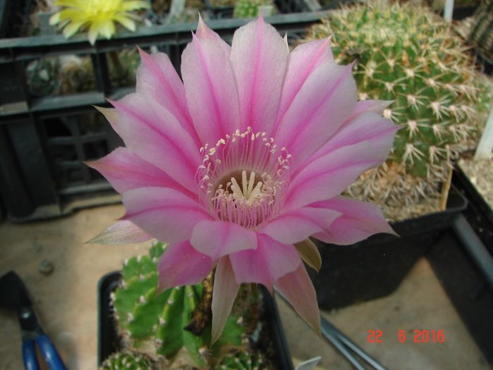 DSC00185