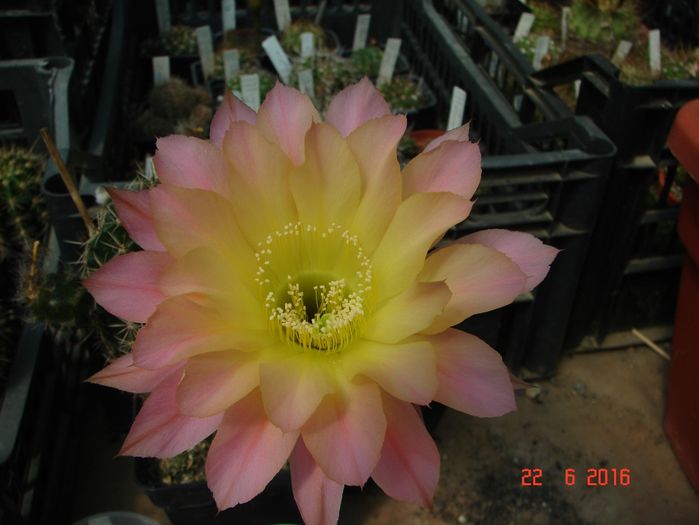 DSC00187
