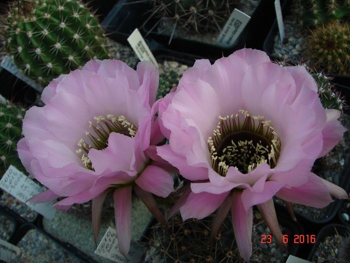 DSC00200