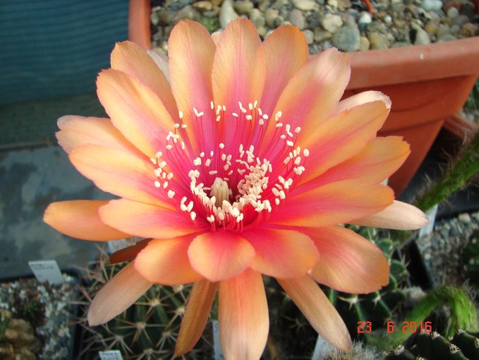 DSC00208