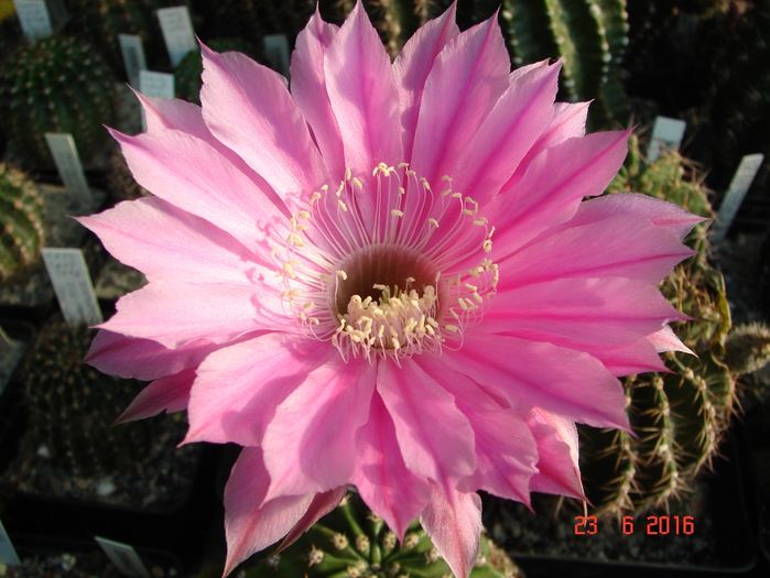 DSC00210