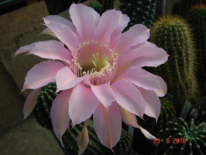 DSC00212