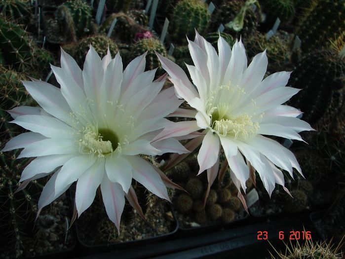 DSC00215