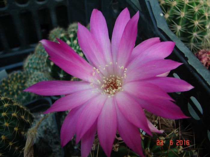 DSC00217