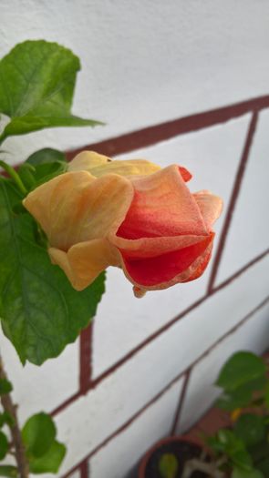 WP_20160713_20_46_50_Pro - Hibiscus Rebellious Lady