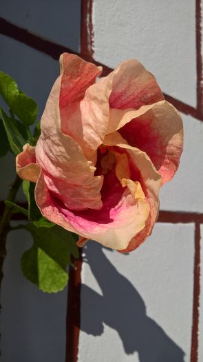 WP_20160714_09_17_39_Pro - Hibiscus Rebellious Lady