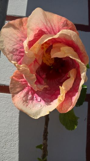 WP_20160714_09_53_25_Pro - Hibiscus Rebellious Lady