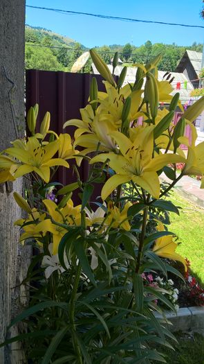 WP_20160714_12_52_54_Pro