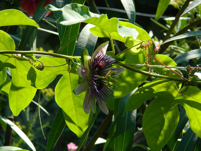 DSCN2283 - 2016 PASSIFLORA