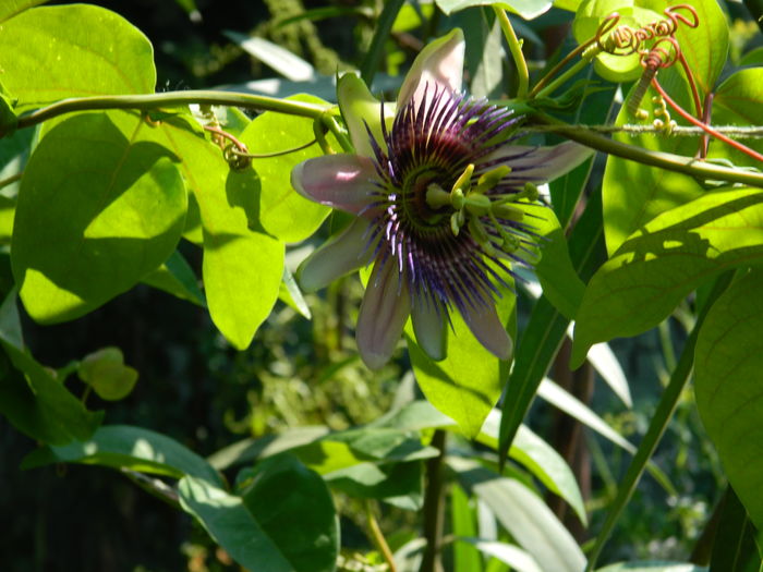 DSCN2284 - 2016 PASSIFLORA