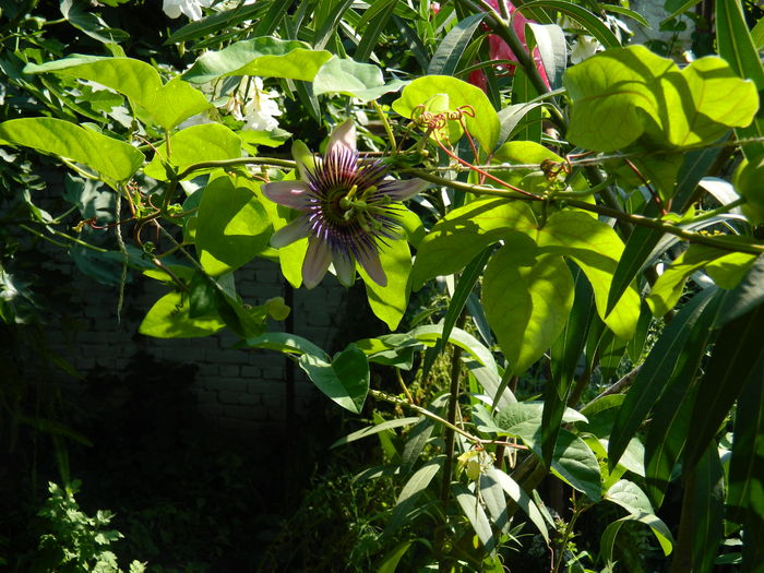 DSCN2286 - 2016 PASSIFLORA