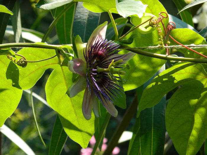 DSCN2288 - 2016 PASSIFLORA