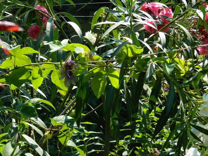 DSCN2290 - 2016 PASSIFLORA