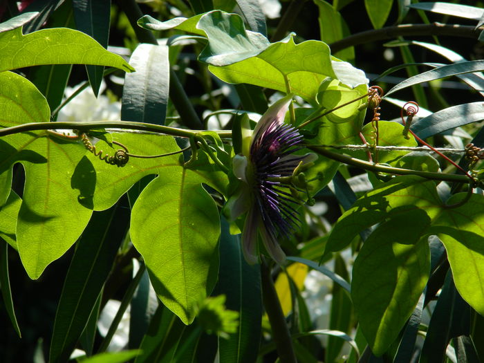 DSCN2291 - 2016 PASSIFLORA