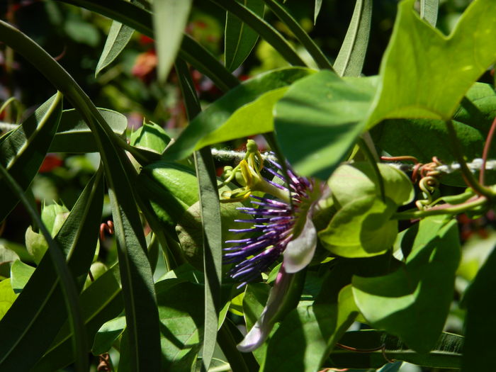 DSCN2436 - 2016 PASSIFLORA