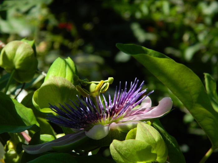 DSCN2437 - 2016 PASSIFLORA