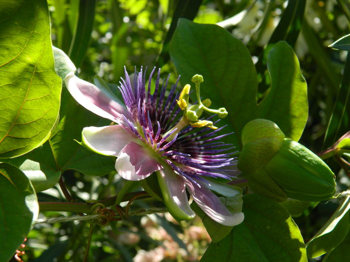 DSCN2439 - 2016 PASSIFLORA