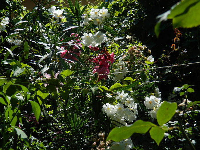 DSCN2449 - 2016 PASSIFLORA