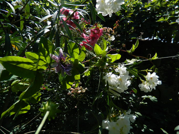 DSCN2450 - 2016 PASSIFLORA