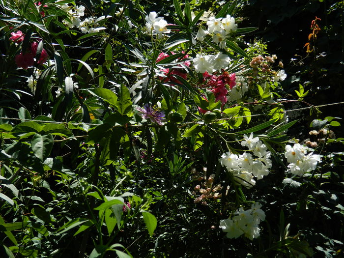 DSCN2452 - 2016 PASSIFLORA