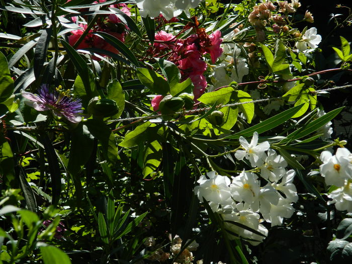 DSCN2453 - 2016 PASSIFLORA