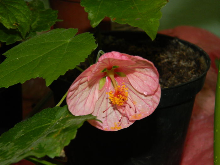 DSCN0813 un abuti.din samanta,ratacit - 2016 ACHIMENESI_ORHIDEE_STREPTOCARPELA